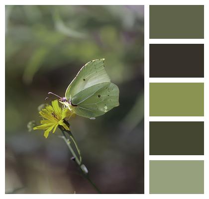 Flower Brimstone Butterfly Butterfly Image